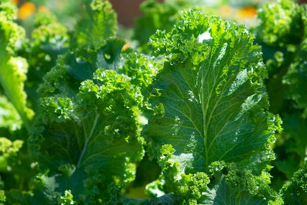 Comment la consommation de chou frisé influence-t-elle la santé intestinale?