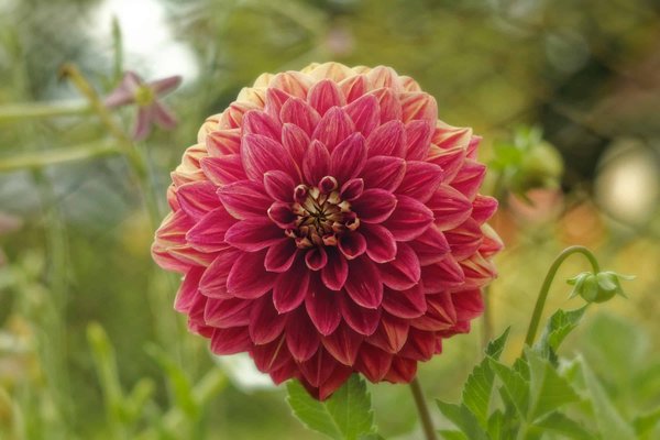 Comment utiliser les fleurs de Bach pour gérer les émotions et soutenir la perte de poids?